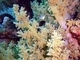 Coral árbol<br />(Litophyton arboreum)