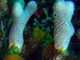 Coral azul<br />(Porites branneri)