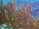Coral blando Plexaura homomalla<br />(Plexaura homomalla)
