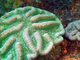 Coral cactus crestado<br />(Mycetophyllia lamarckiana)