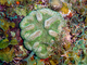 Coral cactus de crestas bajas<br />(Mycetophyllia danaana)