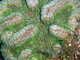 Coral cactus de crestas bajas<br />(Mycetophyllia danaana)