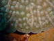 Coral cactus rugoso<br />(Mycetophyllia ferox)