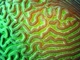 Coral cerebro Colpophyllia natans<br />(Colpophyllia natans)