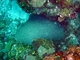 Coral cerebro Colpophyllia natans<br />(Colpophyllia natans)