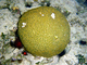 Coral cerebro Diploria strigosa<br />(Diploria strigosa)