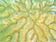 Coral cerebro Meandrina meandrites<br />(Meandrina meandrites)