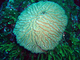 Coral cerebro Meandrina meandrites<br />(Meandrina meandrites)