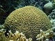 Coral cerebro Platygyra acutta<br />(Platygyra acutta)