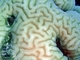 Coral cerebro Platygyra daedalea<br />(Platygyra daedalea)
