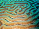 Coral cerebro nudoso<br />(Diploria clivosa)