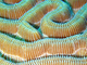 Coral cerebro nudoso<br />(Diploria clivosa)