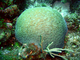 Coral cerebro ranurado<br />(Diploria labyrinthiformis)