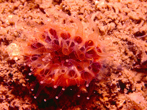 Coral clavel de Smith<br />(Caryophyllia smithi)