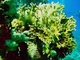 Coral de fuego<br />(Millepora dichotoma)