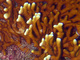 Coral de fuego<br />(Millepora dichotoma)