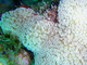 Coral dedo Porites porites<br />(Porites porites)