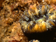 Coral diente de cerdo<br />(Balanophyllia europaea)