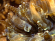 Coral diente de cerdo<br />(Balanophyllia europaea)