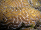 Coral en bola<br />(Platygyra lamellina)