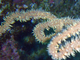 Coral espiral negro<br />(Cirripathes spiralis)