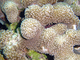 Coral estrella de diez rayos<br />(Madracis decactis)