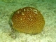 Coral estrella elíptico<br />(Dihocoenia stokesii)