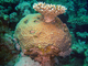 Coral estrella poroso<br />(Astreopora myriophthalma)