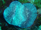 Coral flor espinoso<br />(Mussa angulosa)