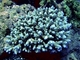 Coral frambuesa<br />(Pocillopora damicornis)