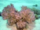 Coral frambuesa<br />(Pocillopora damicornis)
