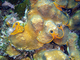 Coral gran estrella<br />(Montastraea cavernosa)