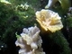 Coral lechuga<br />(Lobophytum crassum)
