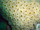 Coral mosaico<br />(Favia favus)