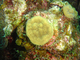Coral mostaza<br />(Porites astreoides)