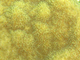 Coral mostaza<br />(Porites astreoides)