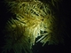Coral negro<br />(Antipathes wollastoni)