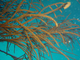 Coral negro ramificado<br />(Antipathes dichotoma)