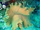 Coral oreja de elefante<br />(Sarcophyton trocheliophorum)