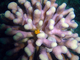 Coral pata de gato<br />(Stylophora pistillata)
