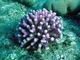 Coral pata de gato<br />(Stylophora pistillata)