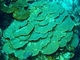 Coral plano Agaricia undata<br />(Agaricia undata)