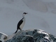 Cormorán antártico<br />(Leucocarbo bransfieldensis)