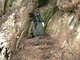Cormorán guanay<br />(Phalacrocorax bougainvillii)