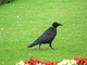 Corneja negra<br />(Corvus corone)