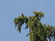 Cotorra argentina<br />(Myiopsitta monachus)