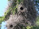 Cotorra argentina<br />(Myiopsitta monachus)