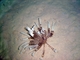 Crinoideo común<br />(Lamprometra klunzingeri)