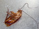Cucaracha americana<br />(Periplaneta americana)