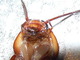 Cucaracha americana<br />(Periplaneta americana)